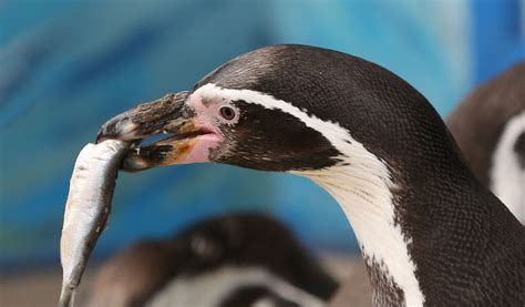 humboldt penguin facts diet habitat information