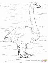 Coloring Swan Tundra Pages Whooper Swans Animals Drawing Trumpeter Printable Designlooter Arctic Taiga 44kb 1536 2048px Drawings Getdrawings Popular Categories sketch template