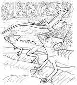 Lizard Anole sketch template