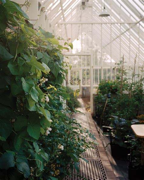 greenhouse   diy greenhouse plans