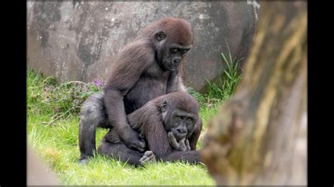 cheeky male gorillas caught getting frisky by shocked