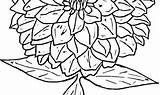 Coloring Zinnia Pages Printable Getcolorings Flowers sketch template