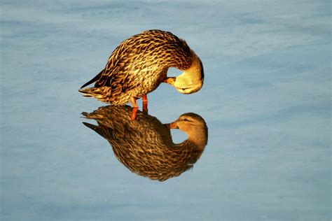 natures mirror mirror  spectacular   water reflection  national wildlife