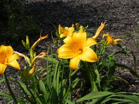 flower  daylily hemerocallis nature photo gallery
