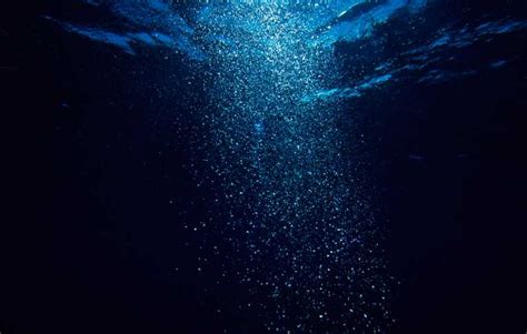 deep ocean larvae hitch ride  powerful eddies nature  earth times
