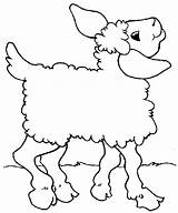 Lamb Coloring Posing Chops Sheets Spring Dancing Template Coloringsky sketch template