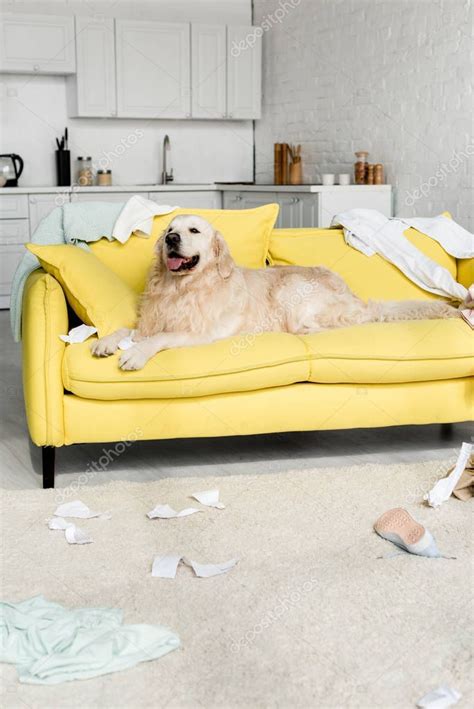 Cute Golden Retriever Lying Bright Yellow Sofa Messy Apartment Stock