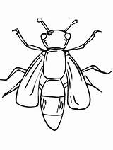 Coloring Pages Insect Insects Primarygames Bug sketch template