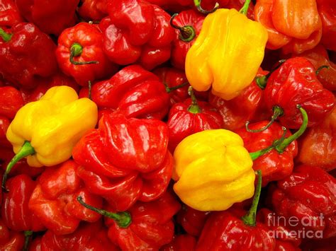 scotch bonnet peppers photograph  loreta mickiene