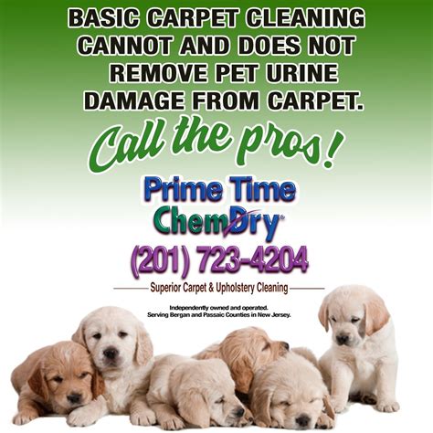 basic carpet cleaning     remove pet urine damage
