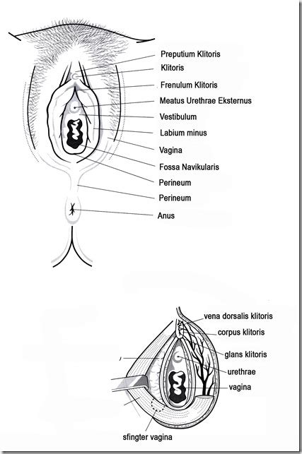 informasi reproduksi vulva organ panggul dasar panggul