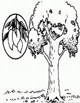 Mango Tree Coloring Drawing Pages Getdrawings sketch template