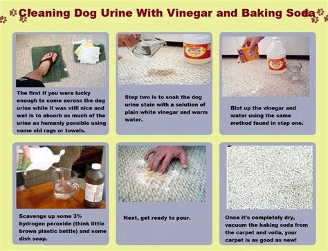 clean dog urine  carpet  vinegar  baking soda