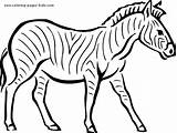 Animal Zebra Coloring Zoo Pages Color Printable Kids Animals Sheets Clipart Print Found sketch template