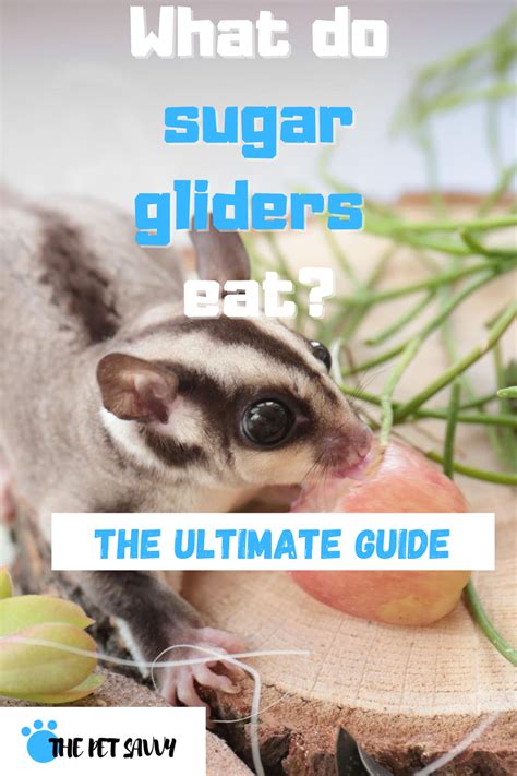 sugar gliders eat complete guide sugar glider sugar glider food sugar glider pet