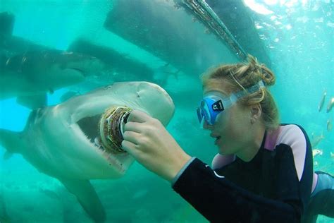 tripadvisor snorkel met pijlstaartroggen en voed de haaien  het curacao zeeaquarium