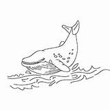 Whale Coloring Pages Printable Gray Narwhal Toddler Will sketch template
