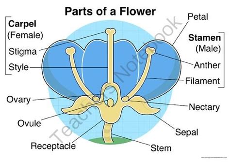 parts   flower mixed postermat pack parts   flower resource classroom primary classroom