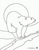 Polar Bear Coloring Pages Printable Animals Color Arctic Hellokids Print Drawing Animal Getdrawings Popular Template Sheets Coloringhome sketch template