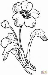 Lilac Flower Drawing Getdrawings sketch template