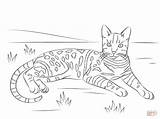 Cat Coloring Bengal Pages Tabby Spotted Printable Brown Cats Drawing Adult Realistic Adults Easy Striped Supercoloring Ausmalen Print Ausmalbilder Bengalen sketch template