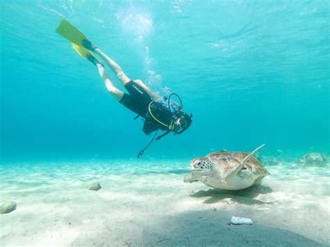 scuba diving  curacao  epic dives   west diving travelhelix