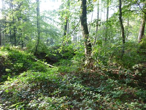 duitse loopgraven  het reichswald sporen van vroeger