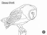 Owl Barn Coloring Colouring Pages Colour Print Barnowltrust sketch template
