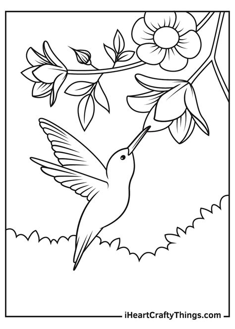 hummingbird coloring pages updated