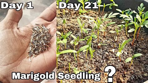 grow marigold  seeds grow marigold  seeds youtube