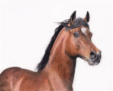 arabian horse drawing  coloured pencil  gemma whelbourn