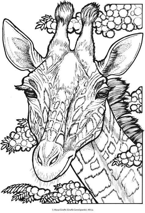 creative haven wild animal portraits coloring book page