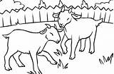 Goats Drawing Litte Horse Colorluna Kids Printable sketch template