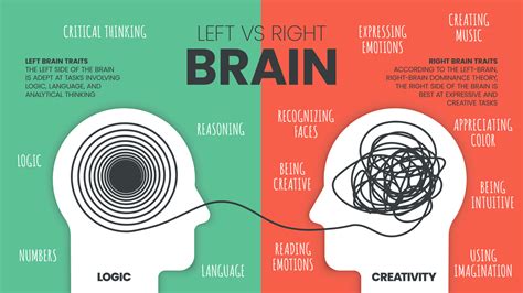 left brain   brain dominance infographic template