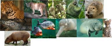 dieren het tropisch regenwoud