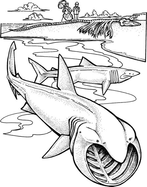 printable shark coloring pages  coloring