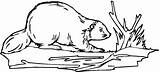 Beaver Coloring Pages Clipart Color Dam Beavers Building Porcupine Clip Otter Wildlife Realistic River Kids Animal Drawings Designlooter Line Gif sketch template