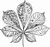 Horse Chestnut Leaf Clipart Etc Leaves Original Medium sketch template