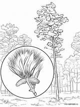 Coloring Pine Tree Pages Printable Trees Willow Getcolorings Kids sketch template