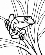 Coloring Pages Frog Tree Realistic Print Clipartmag sketch template