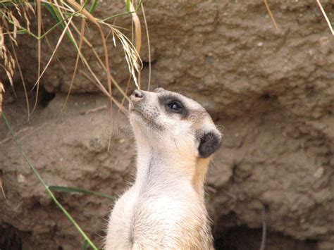 amazing face   meerkat stock image image  nature