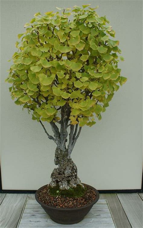 ginkgo biloba bonsai fall color plantas bonsai Árboles