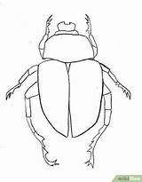 Scarab Escarabajos Insect Beetles Wikihow Coloring Step Insectes Insectos Insecte sketch template