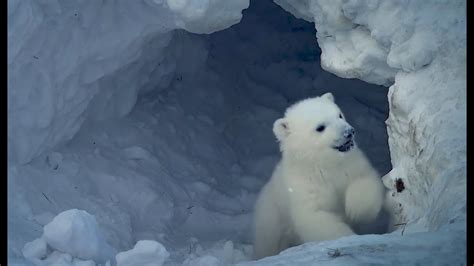 polar bears internationals maternal den study  svalbard youtube
