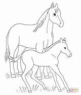 Coloring Horse Pages Foal Baby Printable Horses Animals Spirit Drawing Color Animal Clipart Supercoloring Foals Cute Miniature Movie Colorin Easy sketch template