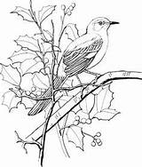 Coloring Mockingbird Tree Pages Northern Bird Color Perched Blossom Apple Gif River Animals Printable Birds Painting Wild Colouring Print 1106 sketch template