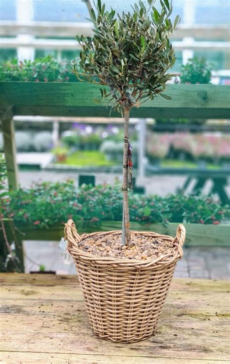 wicker basket planted olive tree planted pots drinagh garden centre