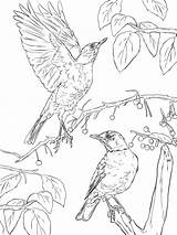 Coloring Pages Robins American Robin Two Thrush Printable Print Template Coloringtop sketch template