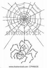 Coloring Spider Illustration Cartoon Shutterstock Search sketch template