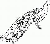 Peacock Printable Coloring Pages Peacocks Kids Color Print Puppy Choose Board Adult Easy sketch template